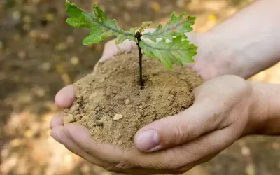 Tag des Baumes – 25.04.2023