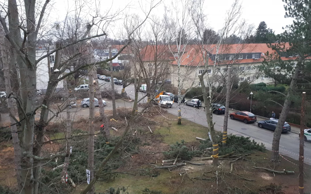 Wir verurteilen die Baumfällungen in Marienfelde!