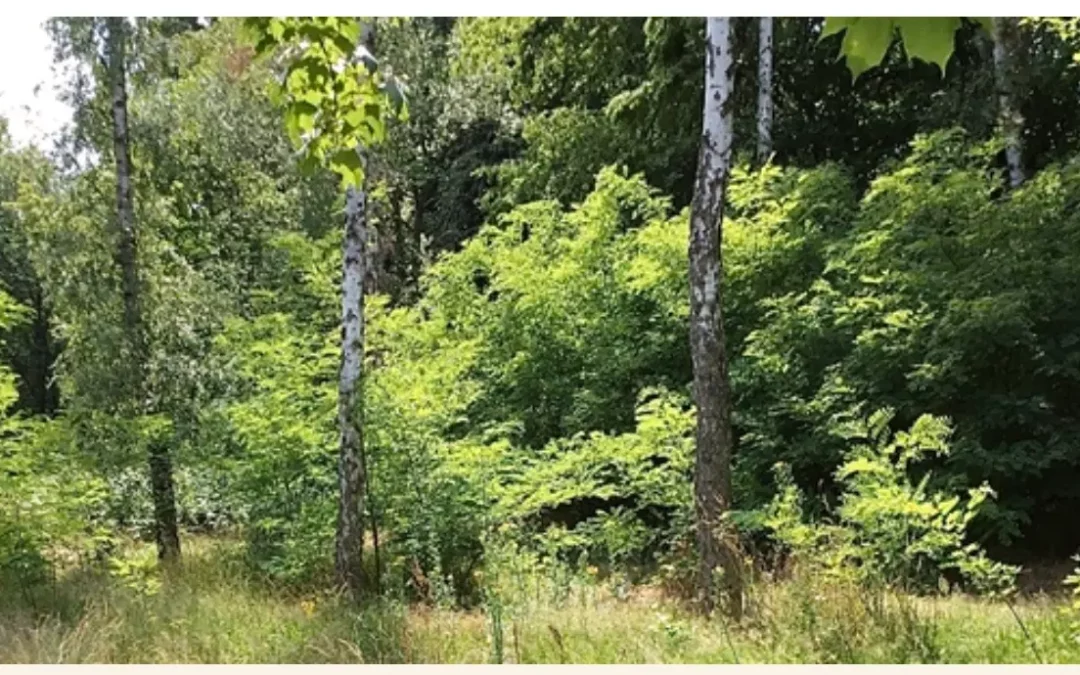 Petition unterschreiben: Schützt die grüne Lunge im Stadtwald Wittenau vor vielen Baumfällungen und versiegelten Naturflächen