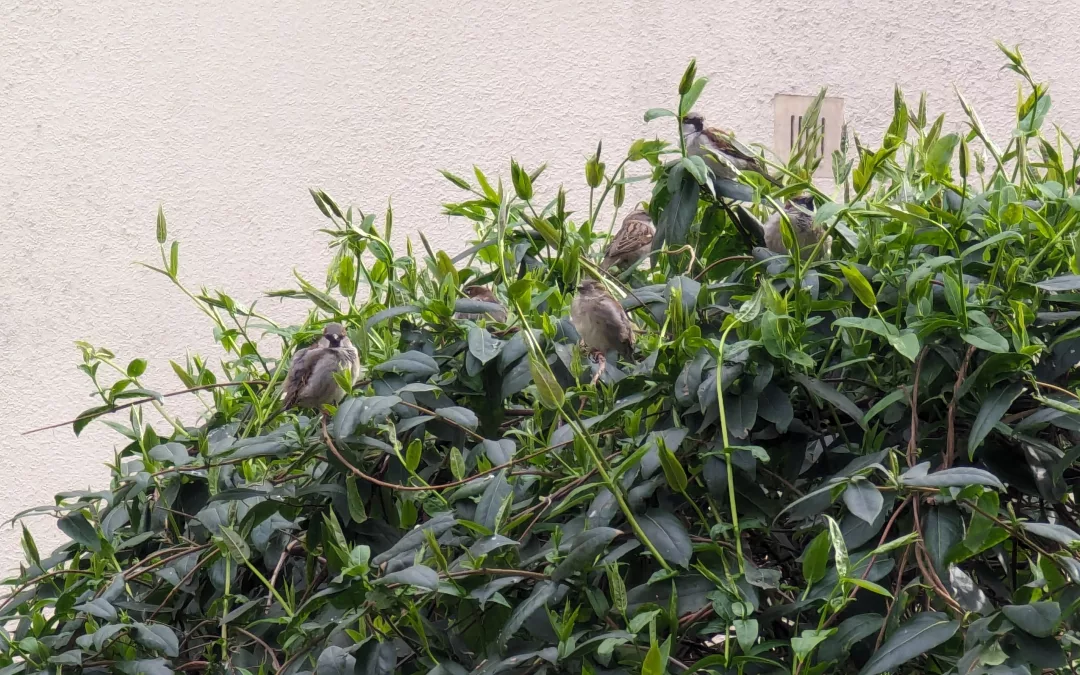 Gemeinsam unser Grün schützen 💚 Bundesnaturschutzgesetz