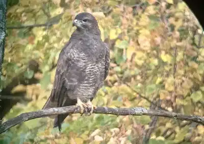 20241018 094650 7fbebb332d6b4c84937e10ec022b3b50