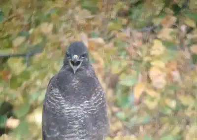 20241018 095444 7b4d06e5a80a0532034324c50e833c74