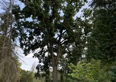 IMG 3291 f1a886cb27cecef30bbe695464decd84