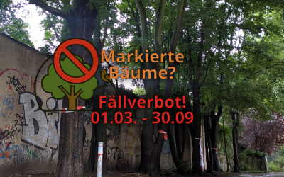 Baumfällen Fällverbot – Einfache Erklärung und wichtige Tipps für Berlin