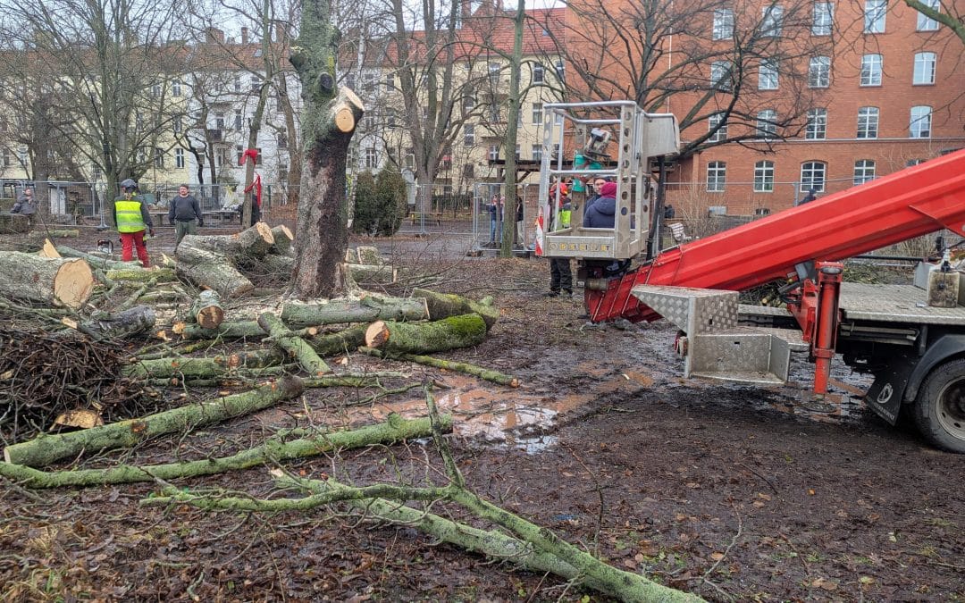 Baumfällungen Heinz-Brandt-Schule: Europarechtliche Messlatte verfehlt